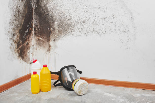 Best Mold Removal Specialists  in Brilliant, AL