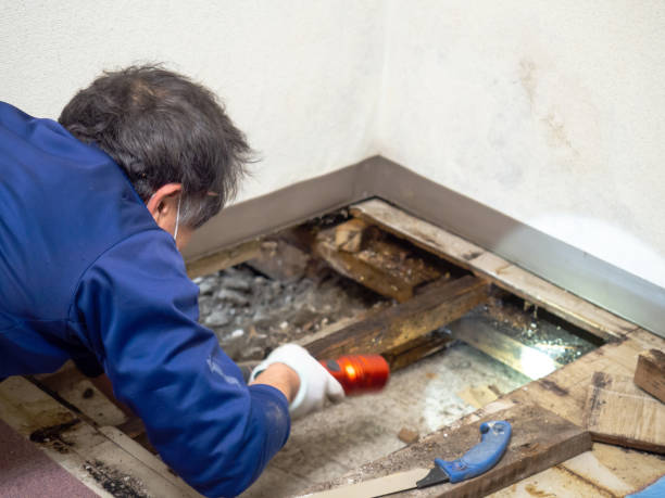 Best Attic Mold Removal  in Brilliant, AL
