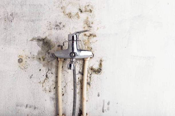 Mold Removal and Inspection in Brilliant, AL