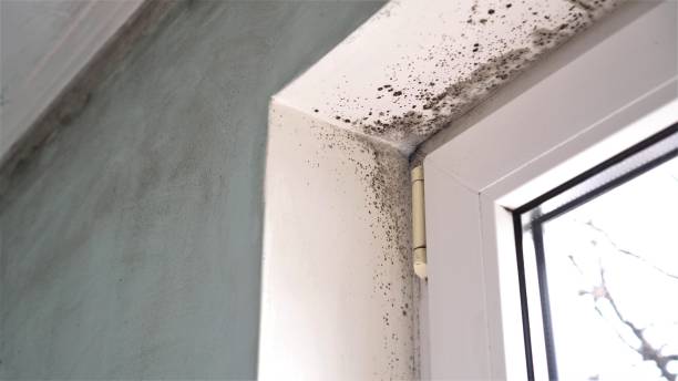 Best Mold Remediation Services  in Brilliant, AL