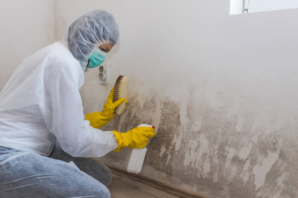 Best Emergency Mold Removal  in Brilliant, AL
