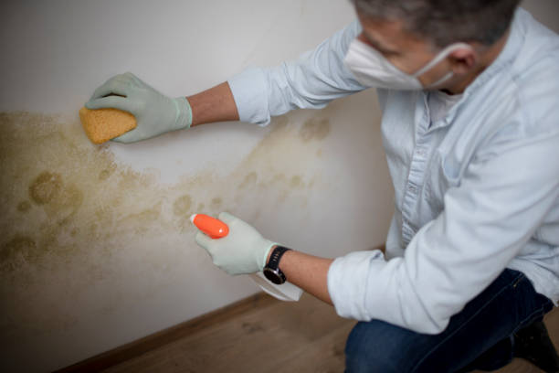 Best Mold Testing  in Brilliant, AL