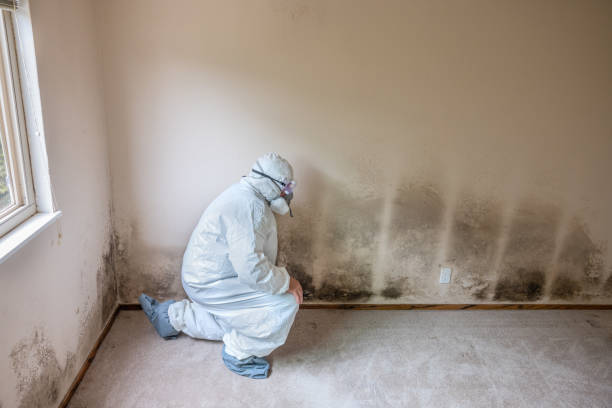 Best Mold Removal Company Near Me  in Brilliant, AL