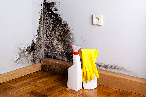 Best Home Mold Removal  in Brilliant, AL