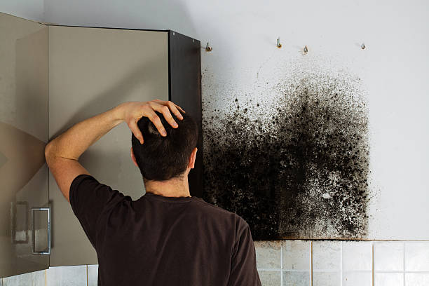 Best Mold Removal and Inspection  in Brilliant, AL