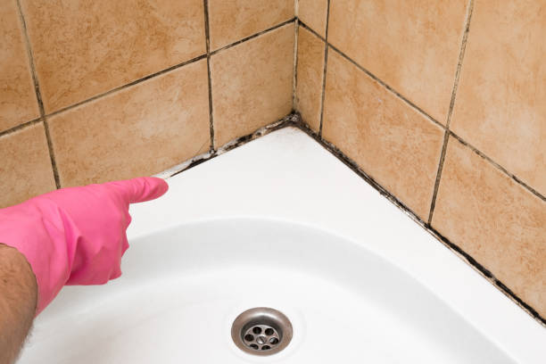 Best Mold Damage Repair  in Brilliant, AL